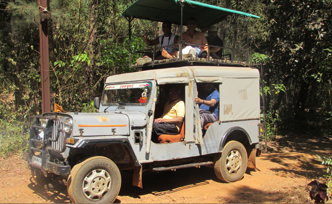 Jungle Safari