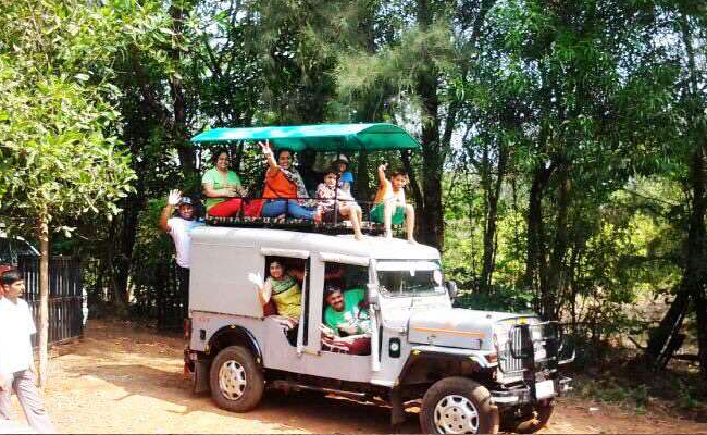 Jungle Safari